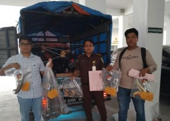 Pihak Kejari Simalungun saat mengamankan barang bukti terkait kasus hewan yang dilindungi.