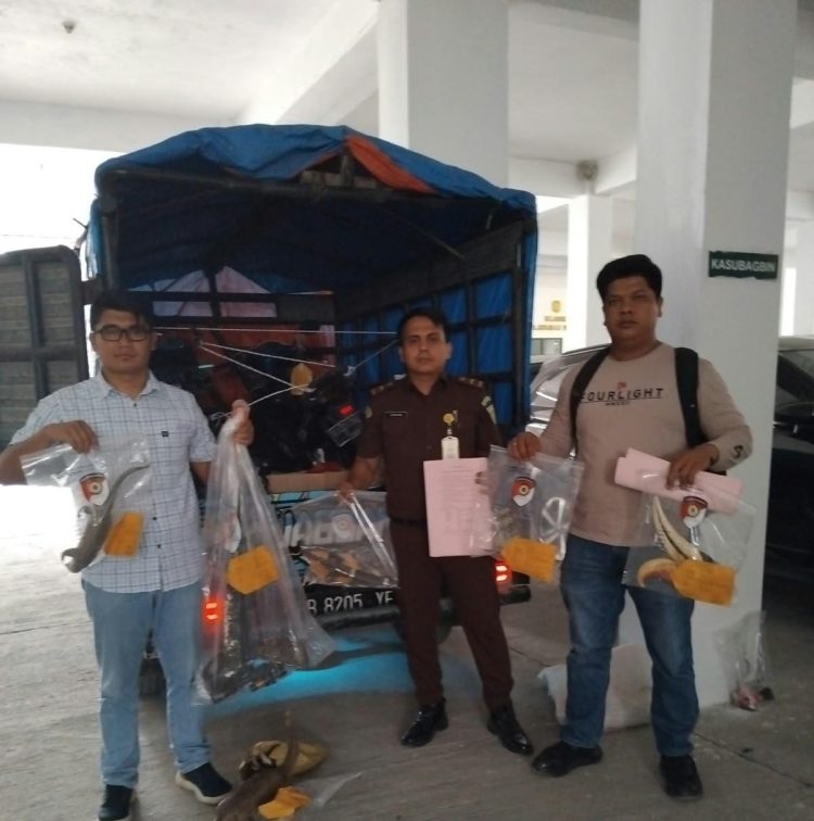 Pihak Kejari Simalungun saat mengamankan barang bukti terkait kasus hewan yang dilindungi.