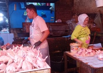 Pedagang ayam potong dipasar Dwikora Kota Pematangsiantar saat ditemui. ( Herry Sinaga )