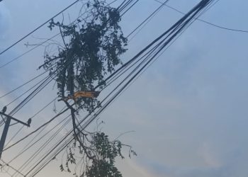 Salah satu ranting pohon yang terjatuh di Kabel  mengakibatkan listrik padam ( Istimewa)
