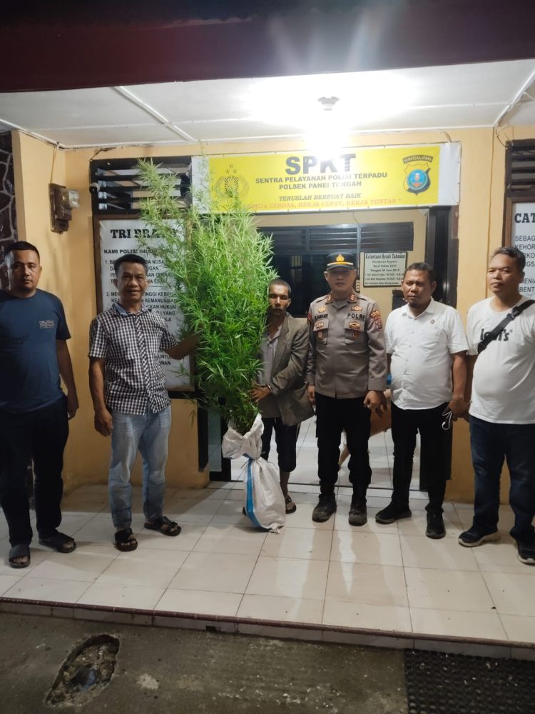 Pemilik ladang ganja warga Simalungun yang diamankan Polisi. ( Humas Polres Simalungun )