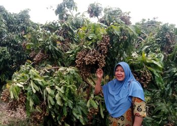 Sri Mulyani pemilik kebun kelengkeng yang ada di Simalungun. ( Herry Sinaga )