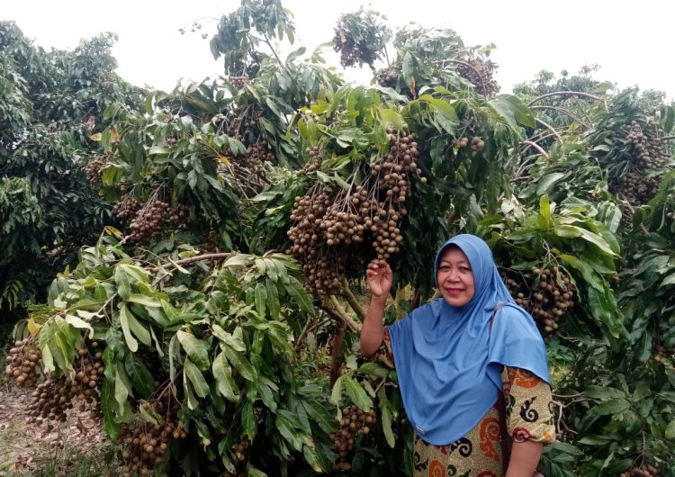 Sri Mulyani pemilik kebun kelengkeng yang ada di Simalungun. ( Herry Sinaga )