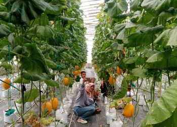Pengunjung saat berpoto Selfi di Kebun Melonkholis Farm Kota Pematangsiantar. ( Herry Sinaga )
