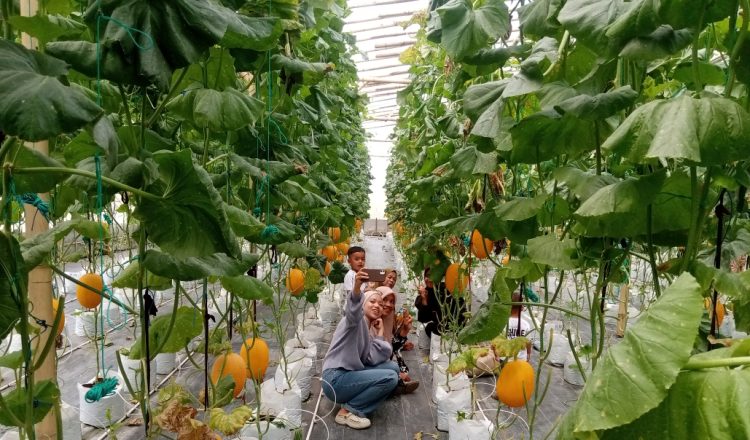 Pengunjung saat berpoto Selfi di Kebun Melonkholis Farm Kota Pematangsiantar. ( Herry Sinaga )